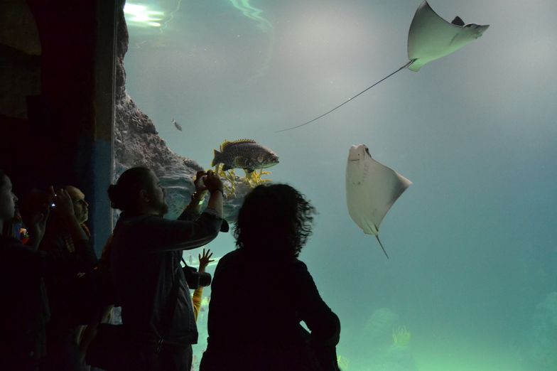 Wrocław: otwarto pierwsze w Polsce oceanarium Afrykarium