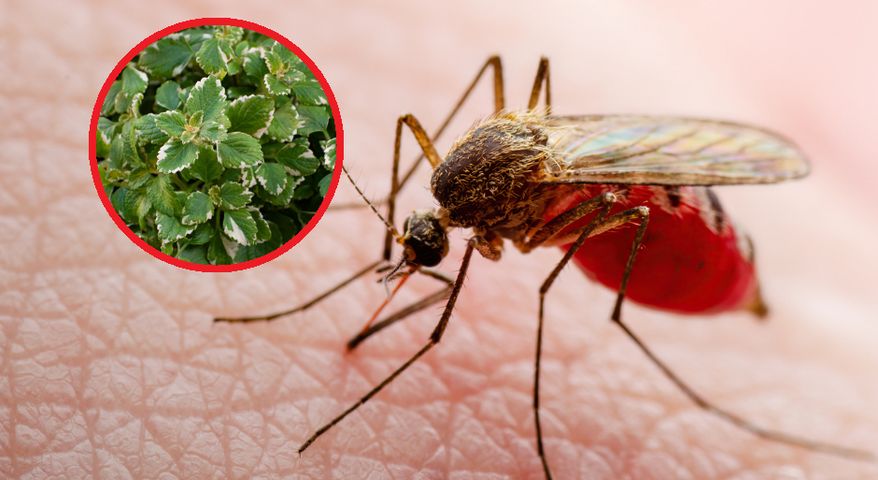 Bezskutecznie walczysz z komarami? Obsadź ogród tymi roślinami