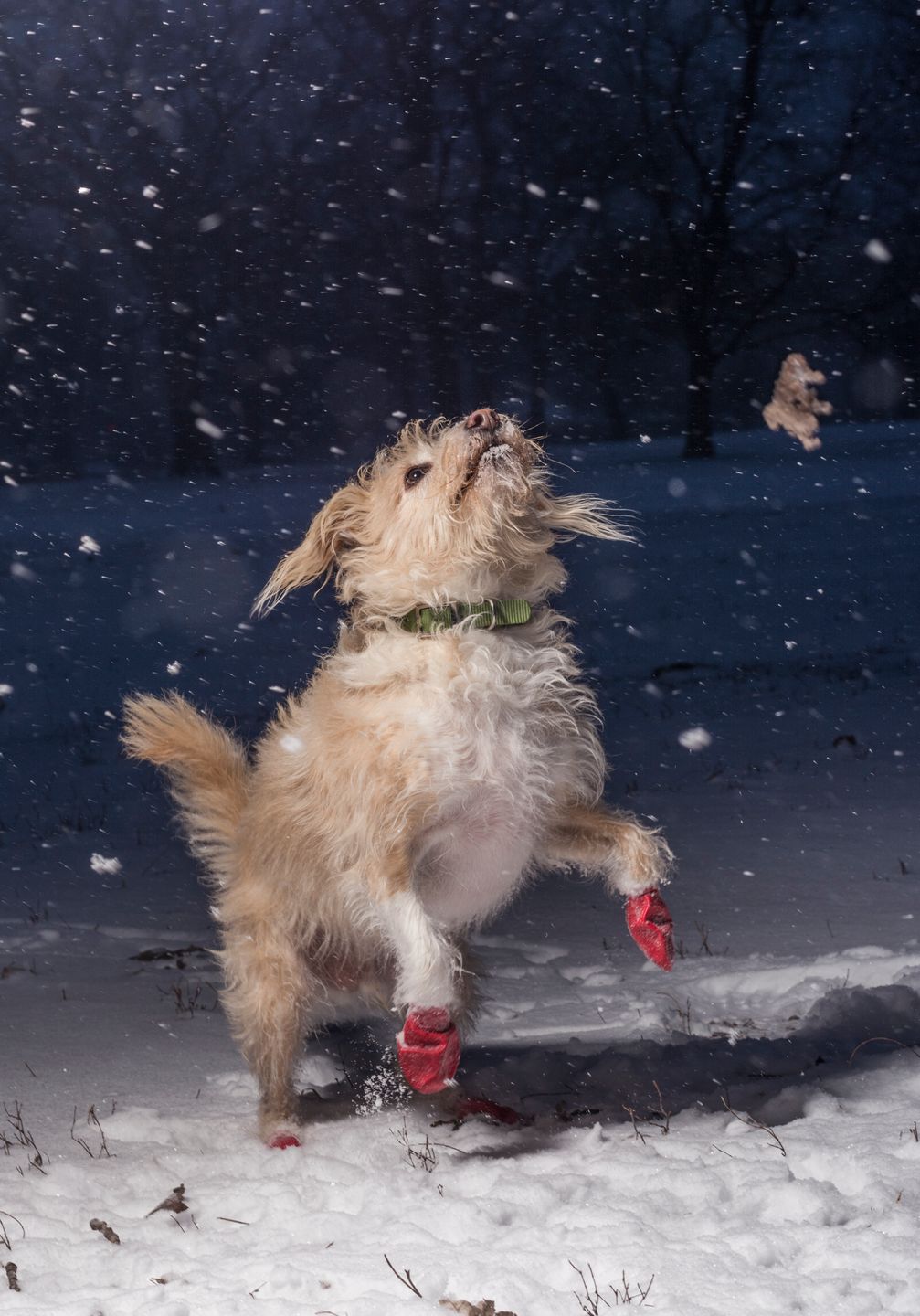Oto najbardziej urocze zdjęcia psów w konkursie The Kennel Club Dog Photographer of the Year 7