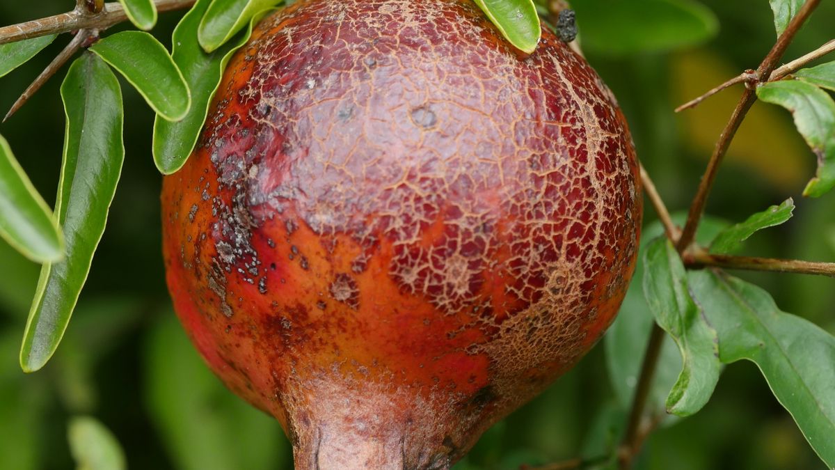 Close-up of fruit growing on tree,Japan
Phil Woodall / 500px