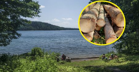 Wycinają drzewa wokół jeziora Hańcza. Mieszkańcy biją na alarm