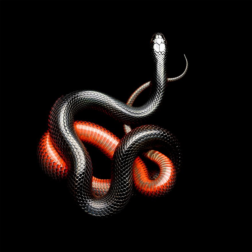 Ukąsiła go czarna mamba, ale dokończył fotografowanie węża. I robi im dalej zdjęcia 6