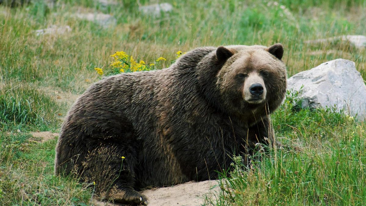  W Norwegii zastrzelono niewłaściwego niedźwiedzia 