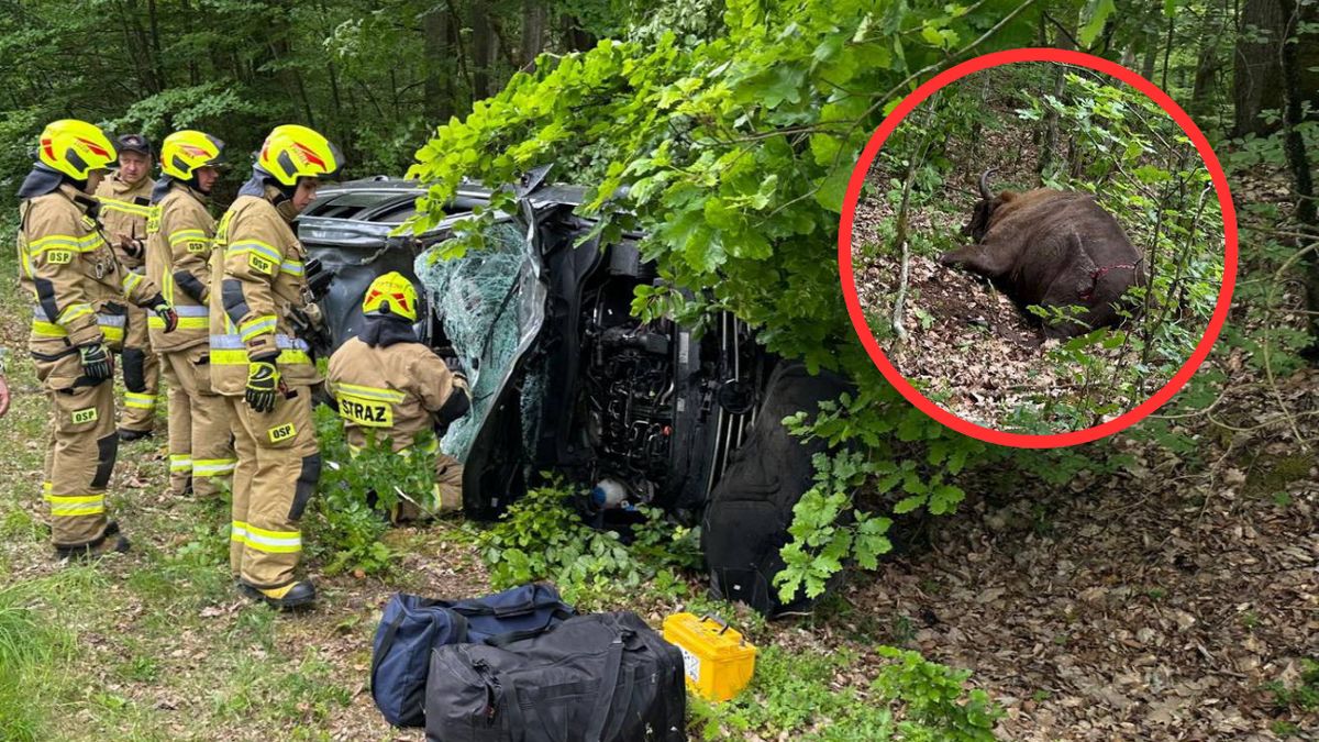 Samochód osobowy zderzył się z żubrem