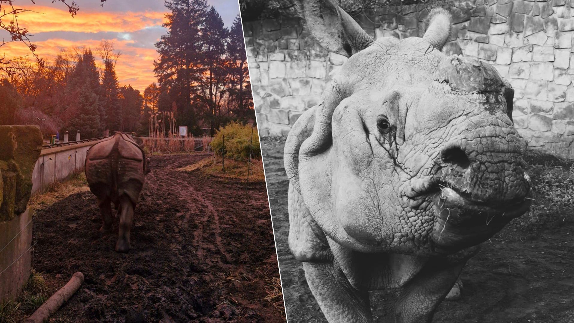 Smutna wiadomość z warszawskiego zoo. Nie żyje Kuba