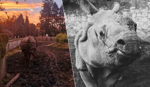 Smutna wiadomość z warszawskiego zoo. Nie żyje Kuba