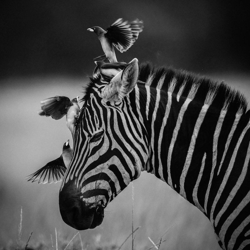 Laurent Baheux ujął charakter Afryki w czarno-białych portretach zwierząt 6