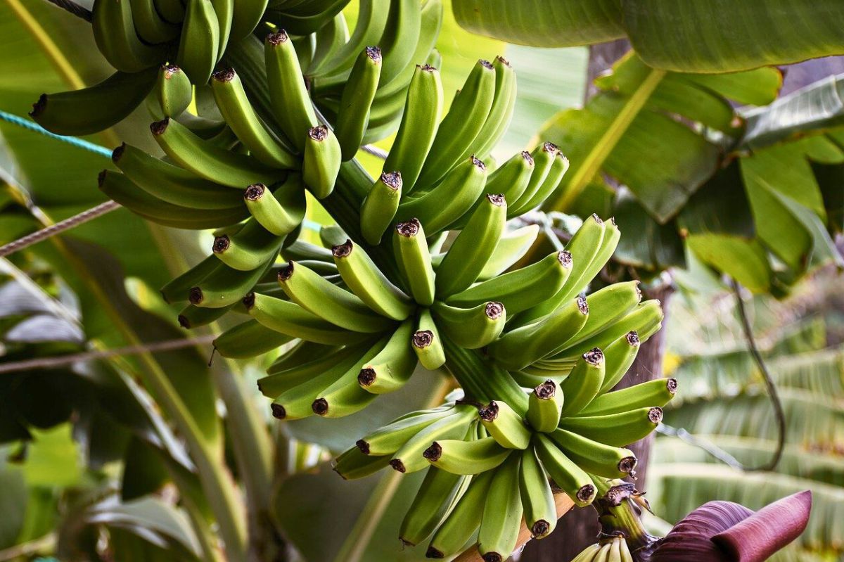 Bananen in Gefahr: Klimawandel bedroht Anbau in Lateinamerika