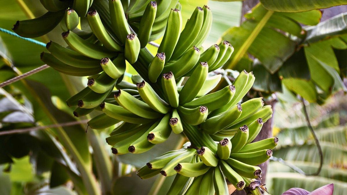 Banany nie rosną ze względu na panującą na plantacjach zarazę 