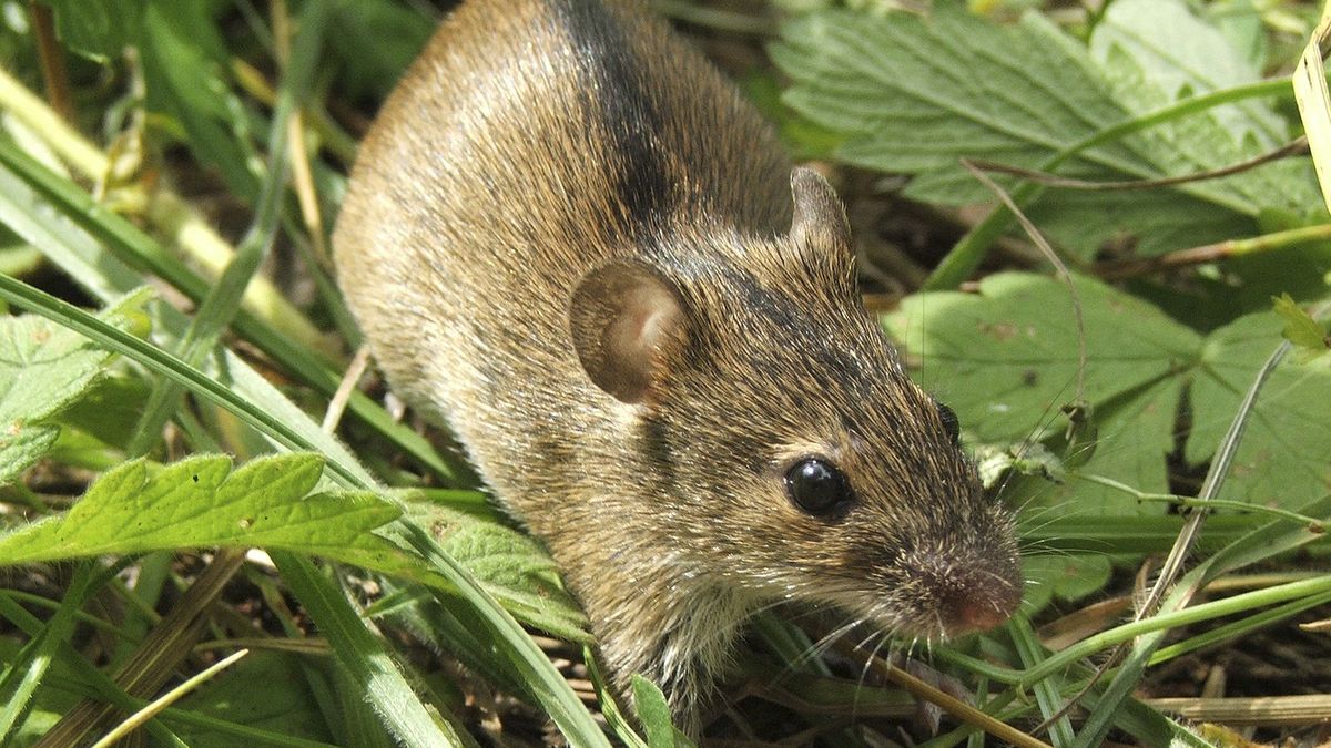 Myszy polne to powszechne szkodniki upraw