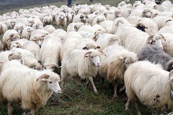 Nowe ryzyko zawleczenia pryszczycy do Polski. Wszystko przez owce