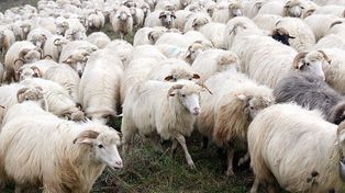 Nowe ryzyko zawleczenia pryszczycy do Polski. Wszystko przez owce