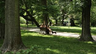 Zielona innowacja w Krakowie. Licznik informuje o posadzonych drzewach