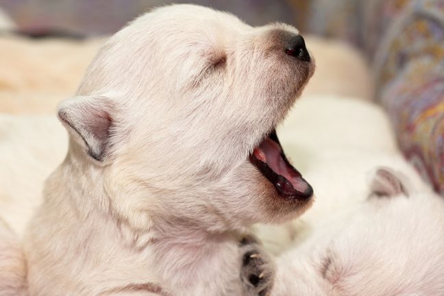 Stresująca sytuacja doprowadza do szybszego i płytszego oddychania. W takiej sytuacji niedotleniony mózg wysyła organizmowi sygnały, w wyniku których zaczynamy ziewać