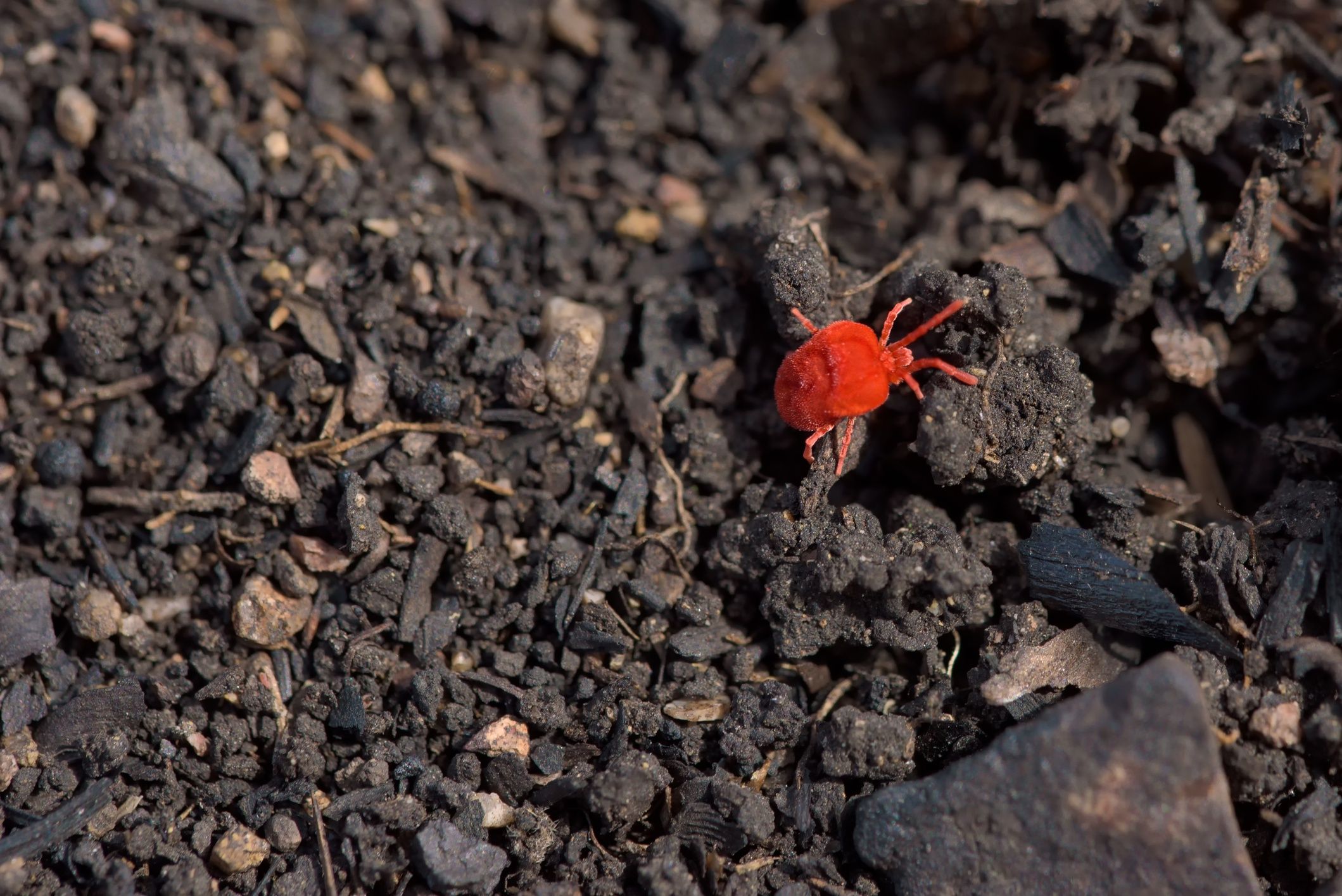 red mite on the groundRed mite on the ground. Spread of InfectionollegNholosericeum