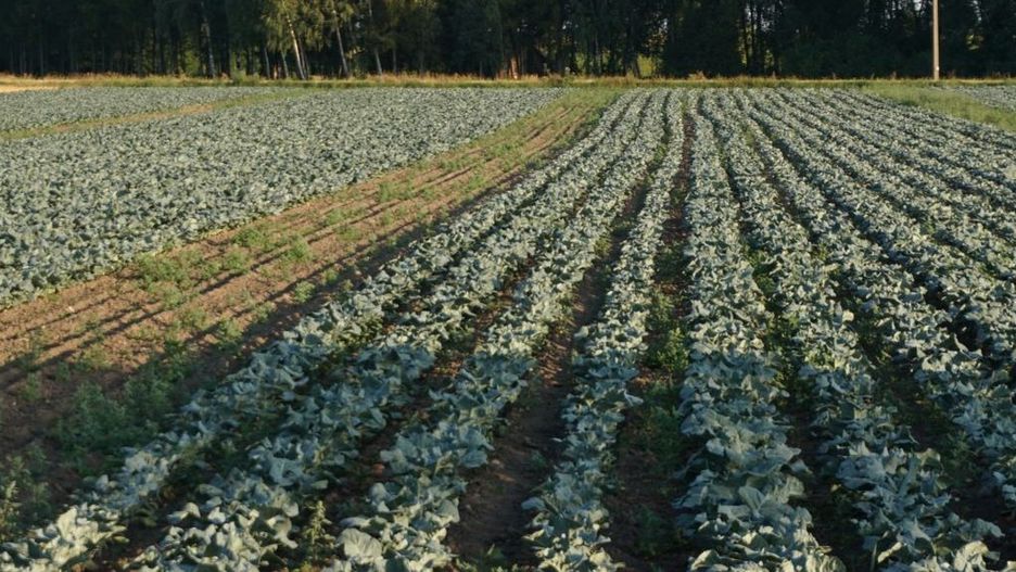 Skuteczne zwalczanie pędraków na plantacjach warzyw