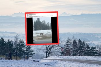 Aż zatrzymali samochód. W ogóle się nie boją. Już ponad 120 tys. odsłon