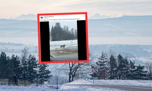 Aż zatrzymali samochód. W ogóle się nie boją. Już ponad 120 tys. odsłon