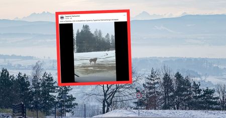 Aż zatrzymali samochód. W ogóle się nie boją. Już ponad 120 tys. odsłon