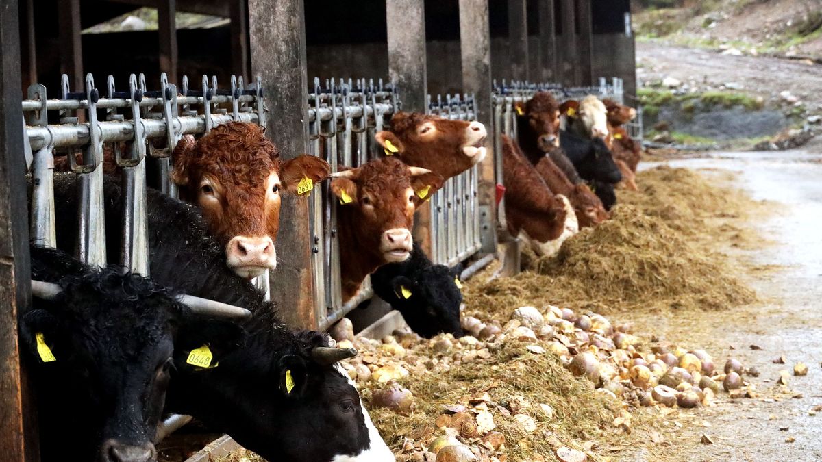 Krzyżówka na temat wsi.