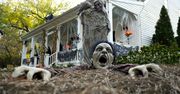USA. Zadzwonili po straż pożarną. Okazało się, że to była dekoracja na Halloween