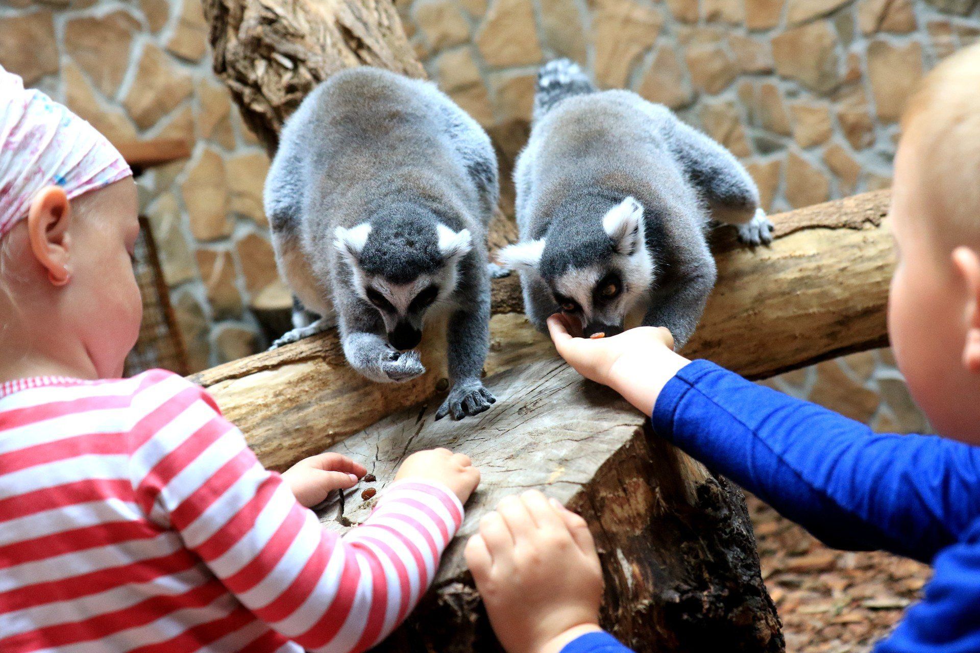 Lemury w zoo