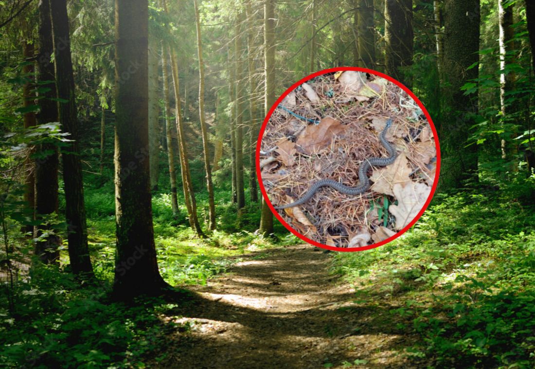 Leśnicy ostrzegają przed żmijami. "Warto uważać, gdzie stawiamy kroki"