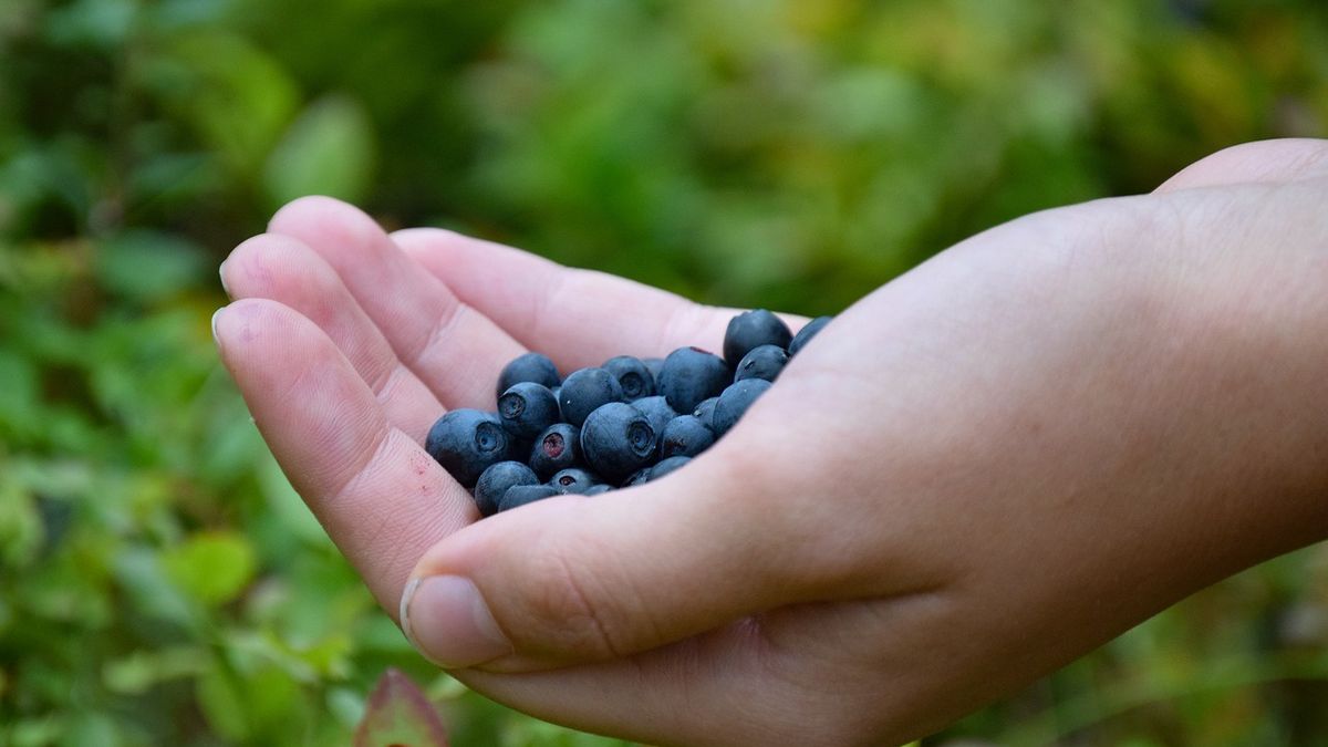 Ile kosztują borówki amerykańskie na początku sezonu. 