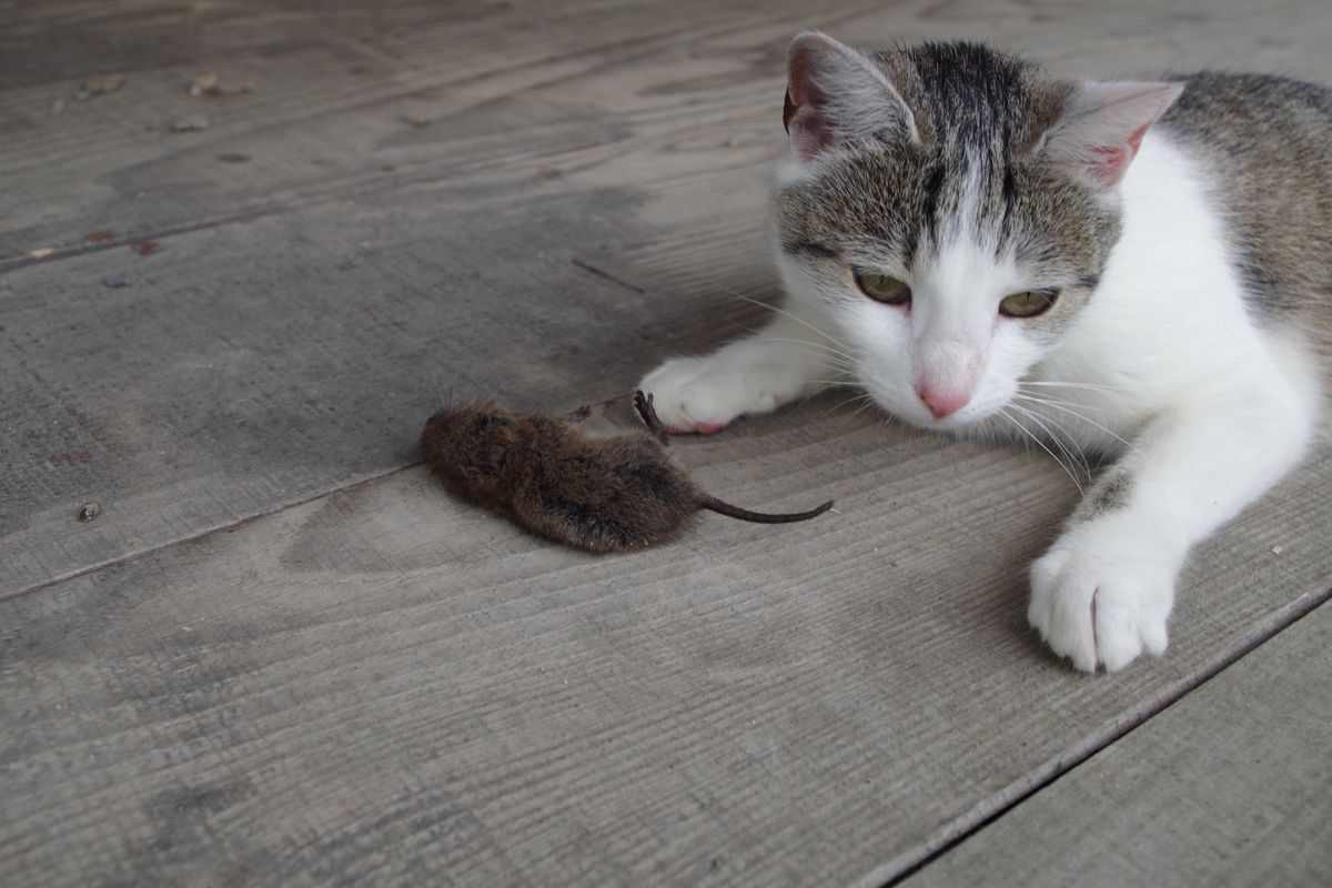Mysz, która nie bała się kota