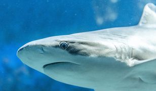 Hurghada zabroniła połowu ryb. Bo w morzu pływają głodne rekiny