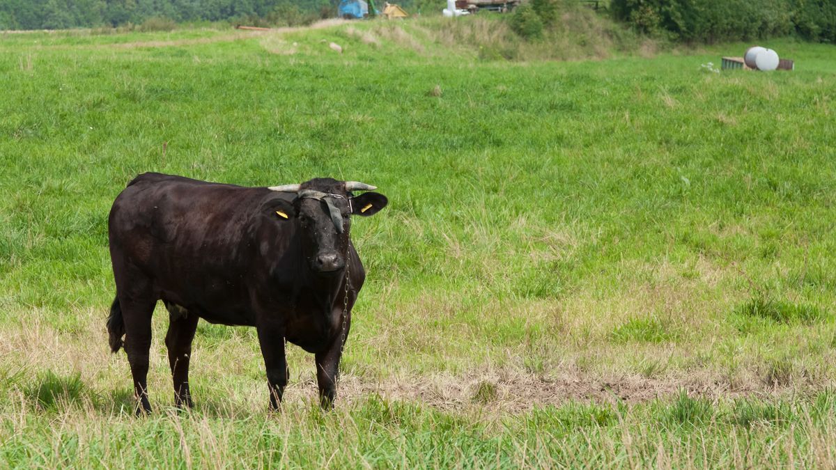 Tragedia w gminie Brusy. Byk stratował rolnika