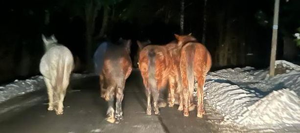 Konie biegały po drodze wojewódzkiej.