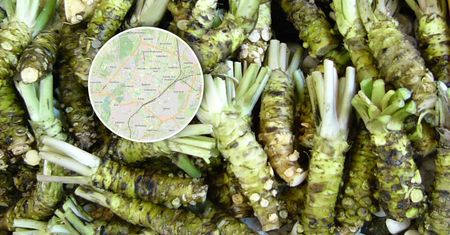 Prawdziwe wasabi rośnie w Polsce. Kilogram kosztuje nawet 1500 zł