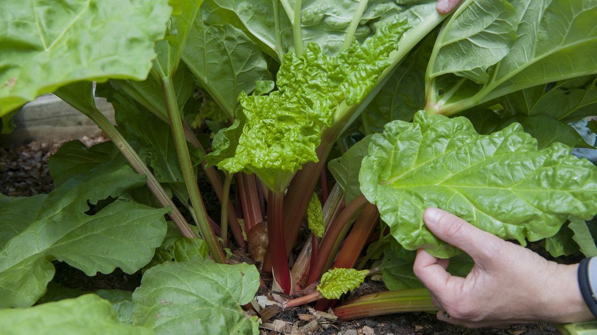 Rabarbar ma mnóstwo właściwości prozdrowotnych