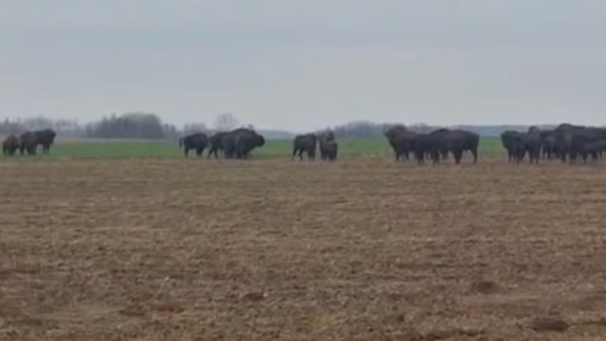 Niezwykłe nagranie i apel leśników