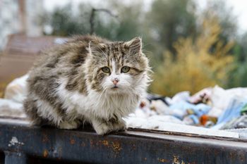 Łódź: Bezdomnych kotów jest w wakacje coraz więcej, przy ul. Marmurowej czekają na nowy dom