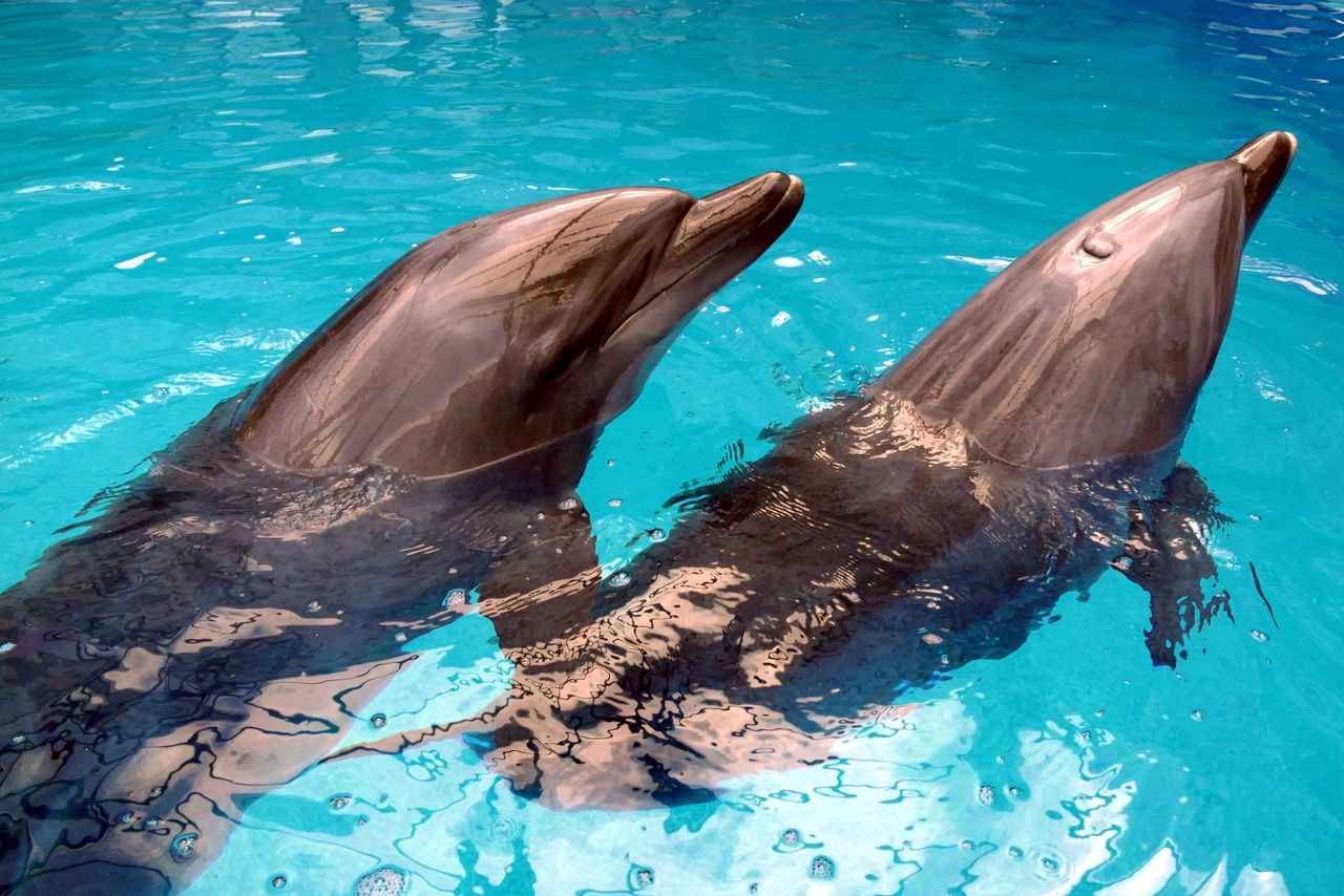 Ludzie mogą nauczyć się echolokajci używanej przez delfiny
