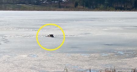 Wielka strata pod Lipuszem. Nie żyje wadera