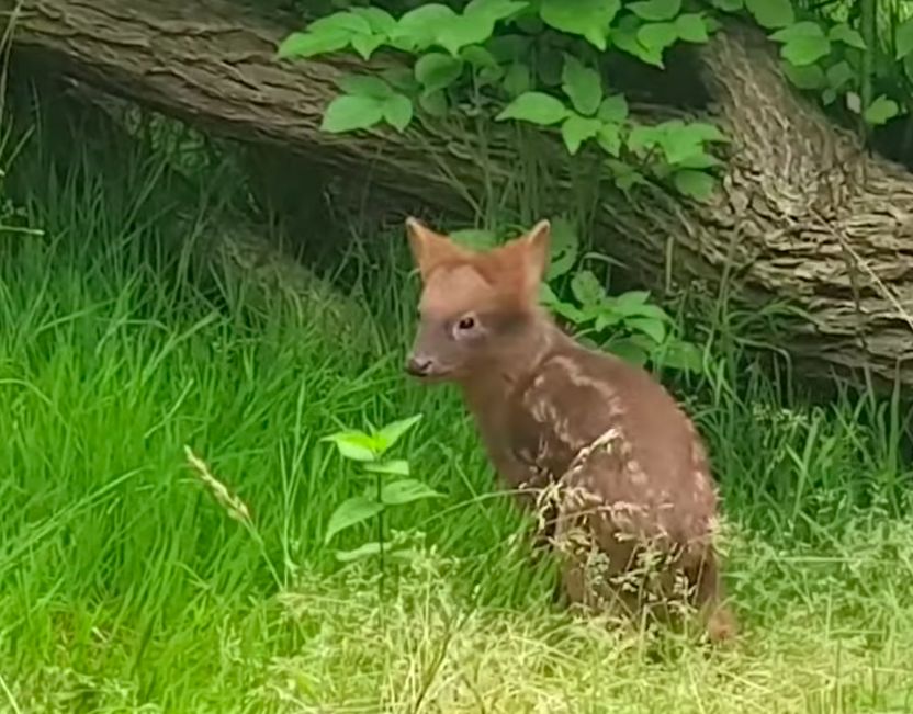 Warszawa. Pudu południowe, jedna z najmłodszych mieszkanek stołecznego zoo czeka na imię