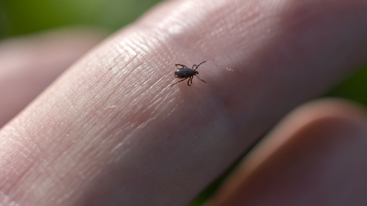 Small tick on human finger, danger in forest.Close up of small tick on human finger, danger in forest.for personal or commercial purpo