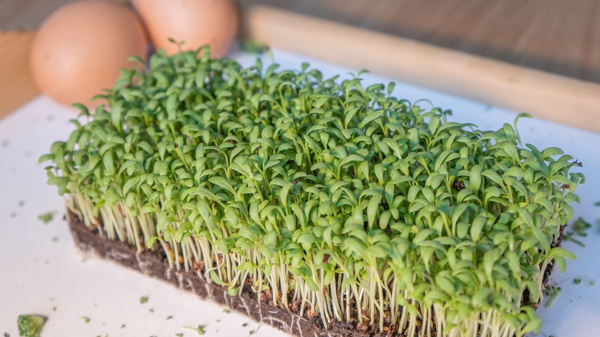 Rzeżucha na wielkanoc nie tylko na ozdobę. Zobacz, z czym ją zjeść