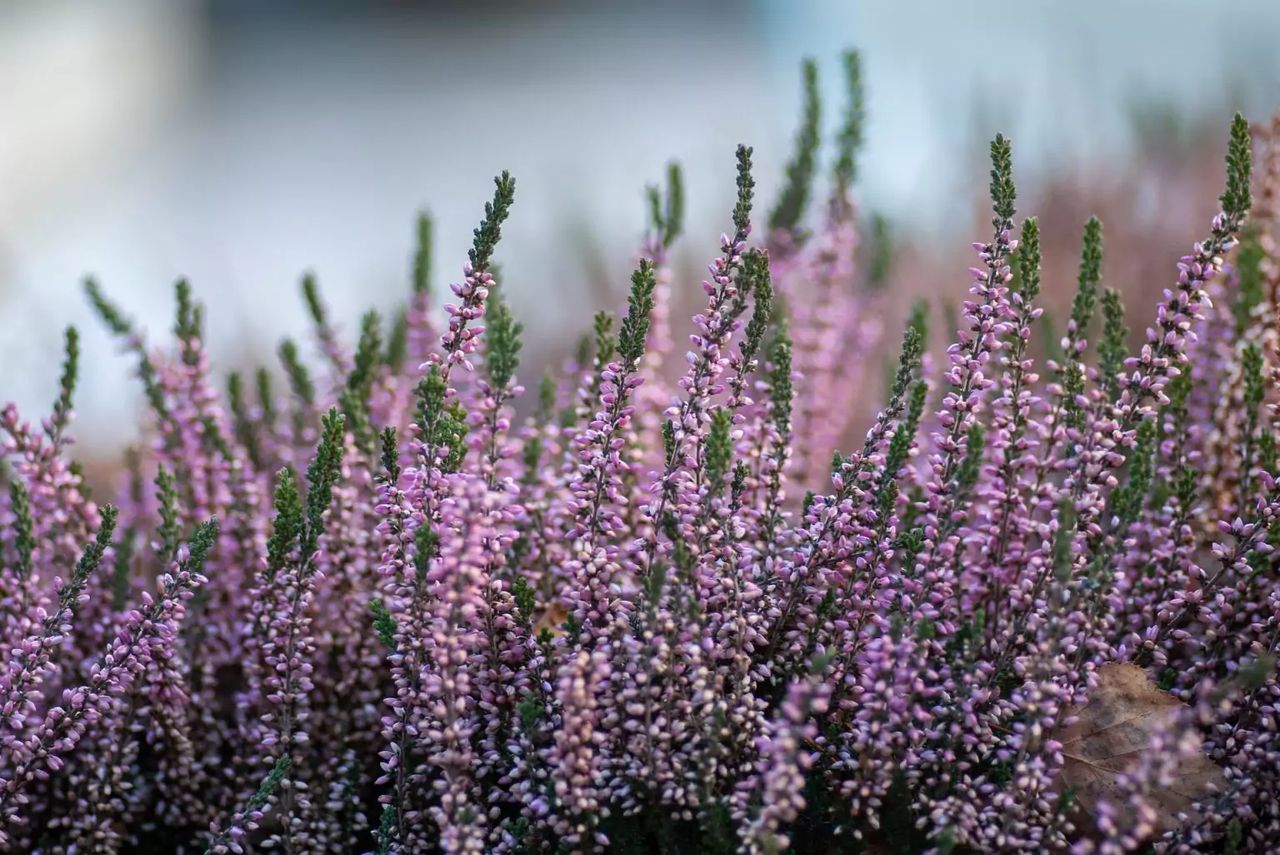 How to mulch heather, photo-Unsplash