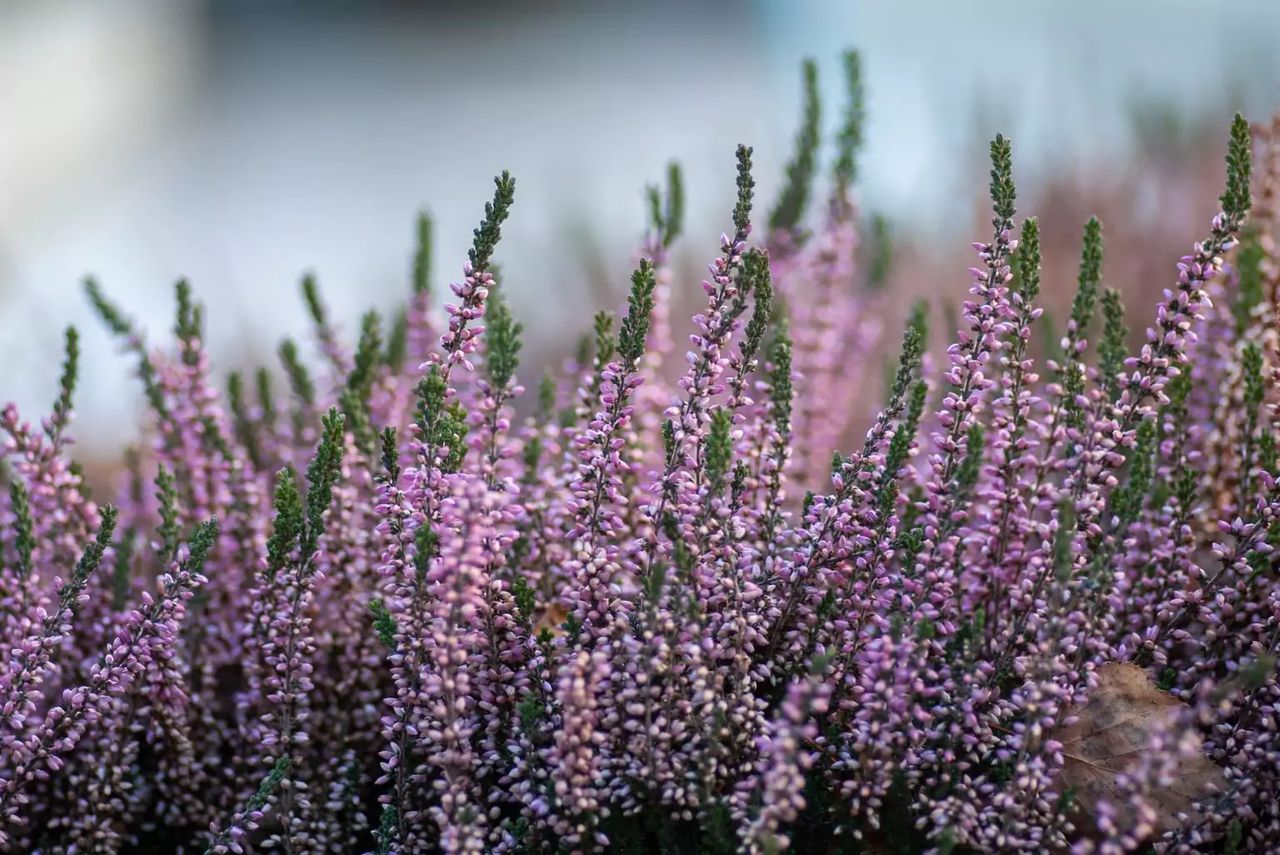 How to mulch heather, photo-Unsplash