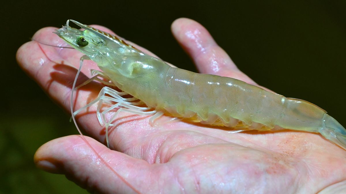 To jedyna w Polsce hodowla krewetek