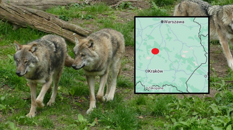 Wilki atakują zwierzęta w Miedzianej Górze. Mieszkańcy się boją