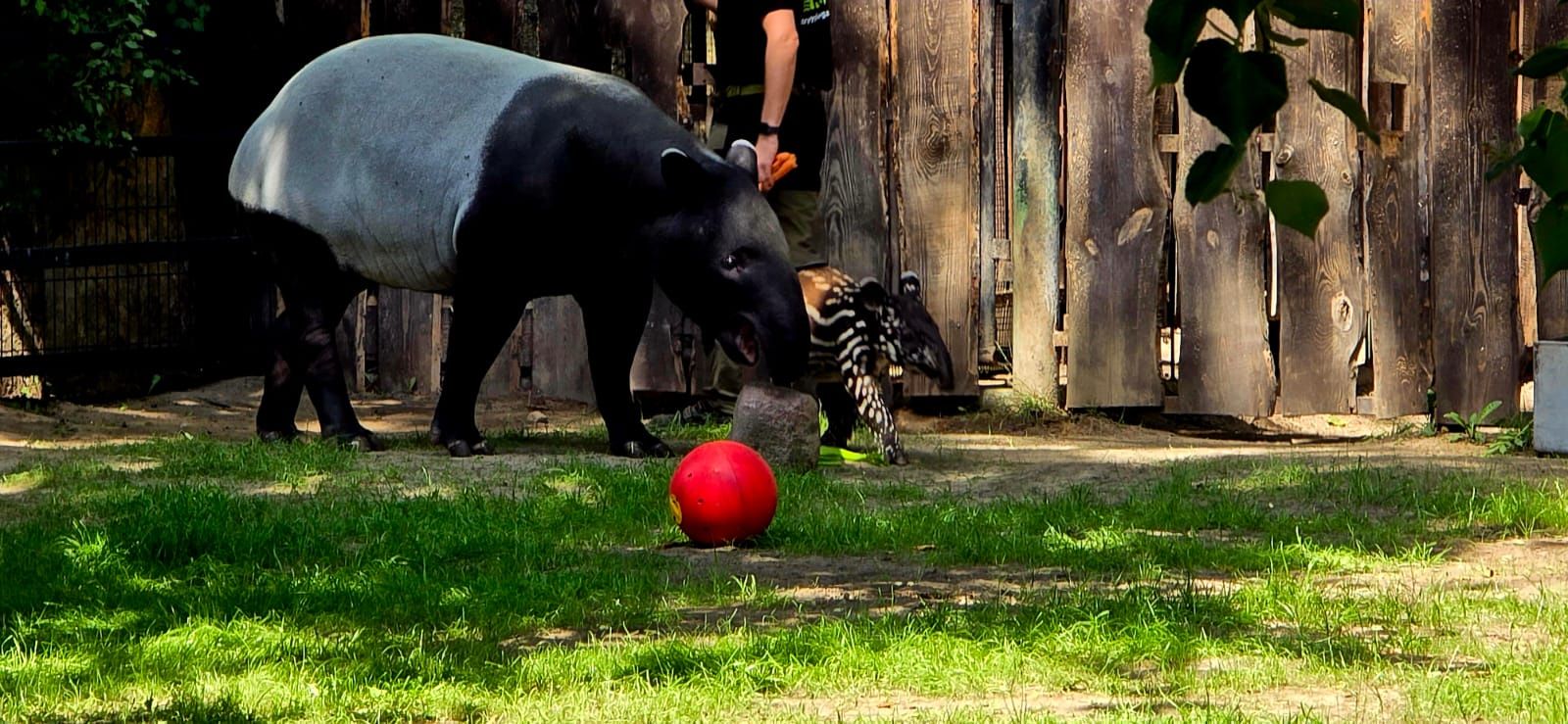 Mały tapir malajski z mamą