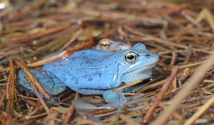 Wyjątkowe stworzenia. W warmińskim arboretum można zobaczyć tzw. niebieskie żaby