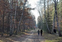 Mieszkańcy stolicy zamiast na cmentarze ruszyli do lasów i parków