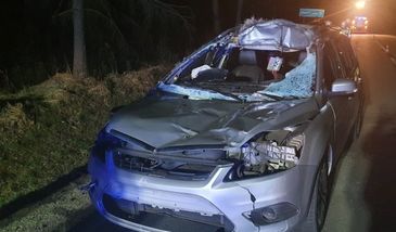 Śląskie. Kierująca na drodze do Kalet zderzyła się z łosiem. Zwierzę nie przeżyło