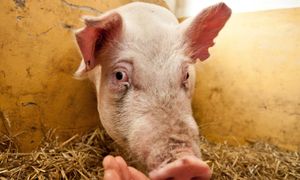 Tąpnięcie na rynku. Ceny tuczników spadają